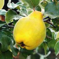 Саженец Айва Мускатная (яблоковидная) в контейнере